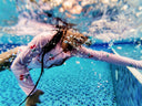 Young girl swimming front crawl stroke in condo swimming pool - Private Swim Lessons Singapore